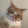 Котовоин